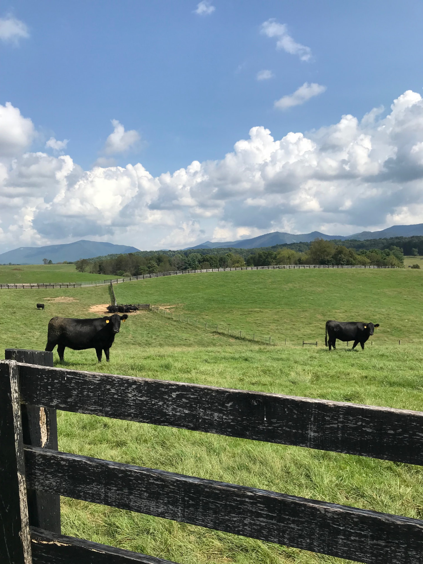 Registered Black Angus cows grazing behind a plank fence on rolling pasture with mountains beyond, Raphine, Virginia