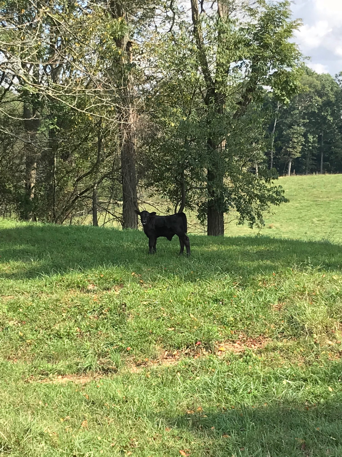 A young Black Angus calf standing at the edge of the trees on pasture