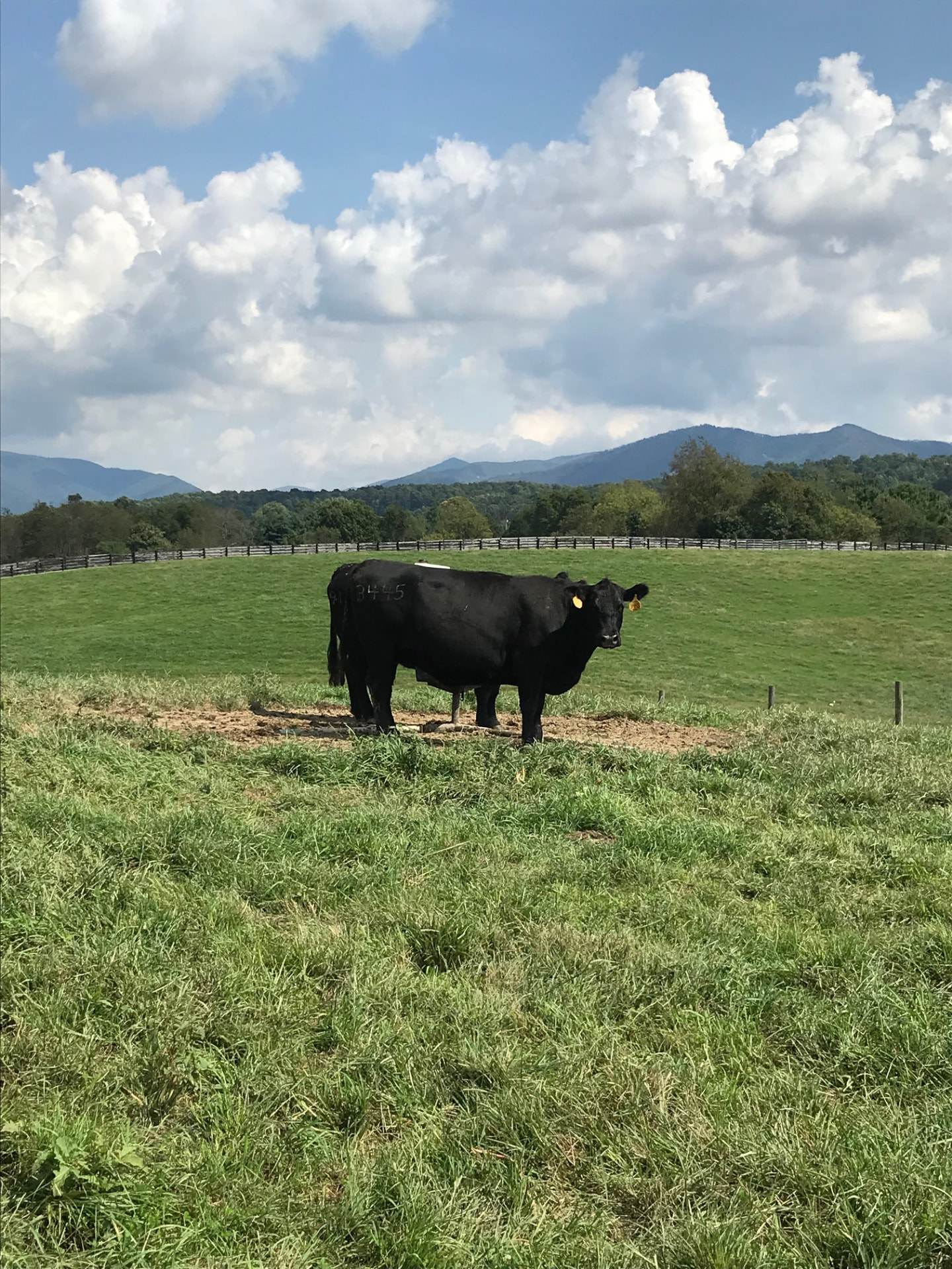 A registered Black Angus cow standing in tall pasture grass with the Blue Ridge mountains behind her