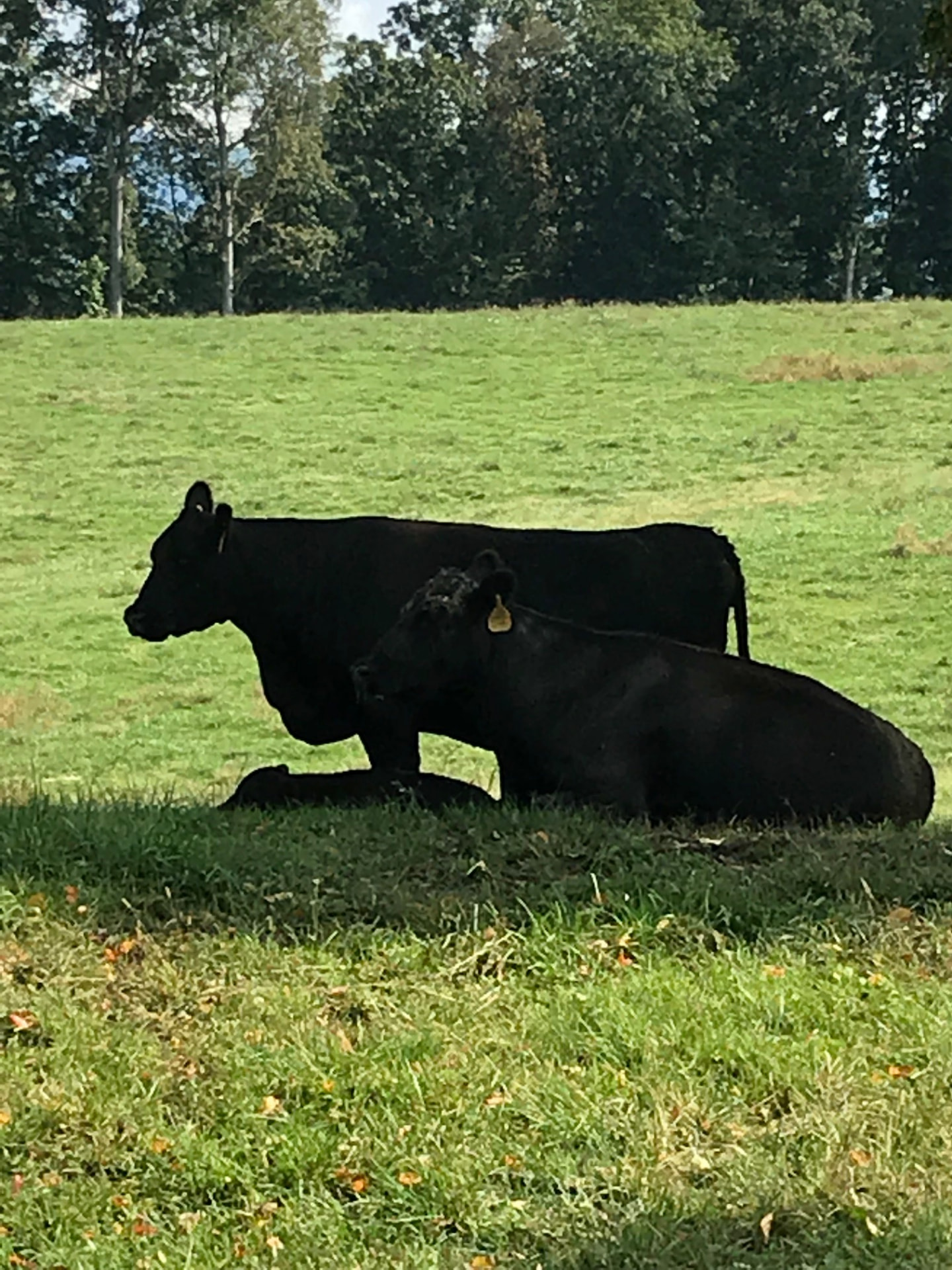 Two Black Angus cows resting in green pasture shade at CSF Cattle Company