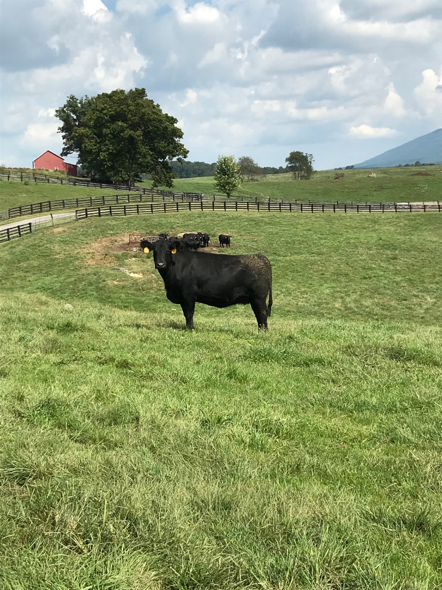 A Black Angus cow in a fenced paddock with the red CSF barn and herd in the background